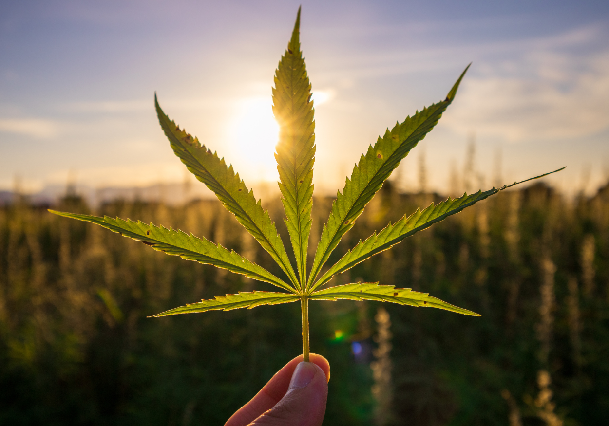 Fleurs CBD made in france, fleurs CBD, fleurs CBD naturelle, CBD