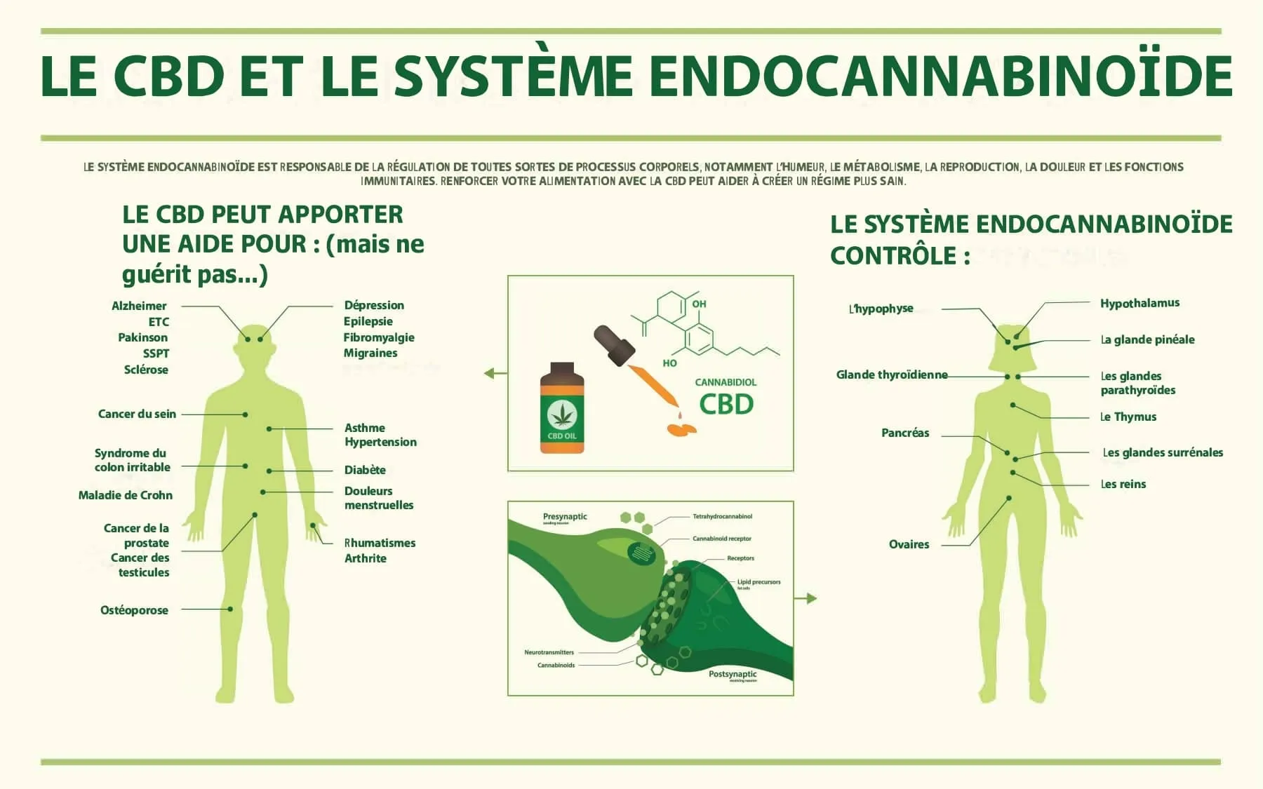 Système endocannabinoïdes
