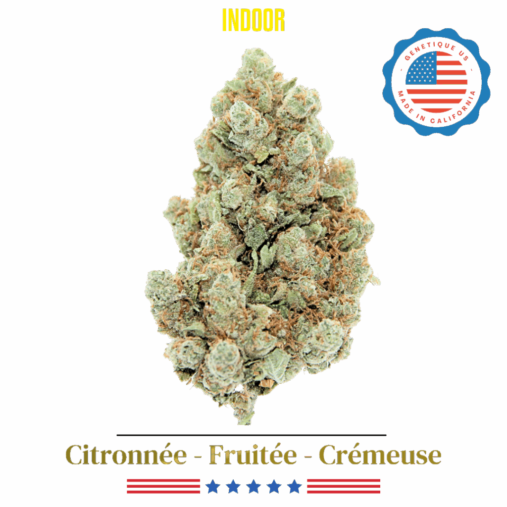 Amnesia US