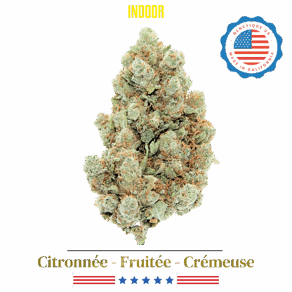 Amnesia US