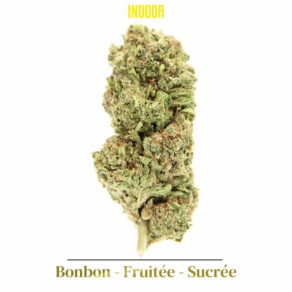 Bubble Gum