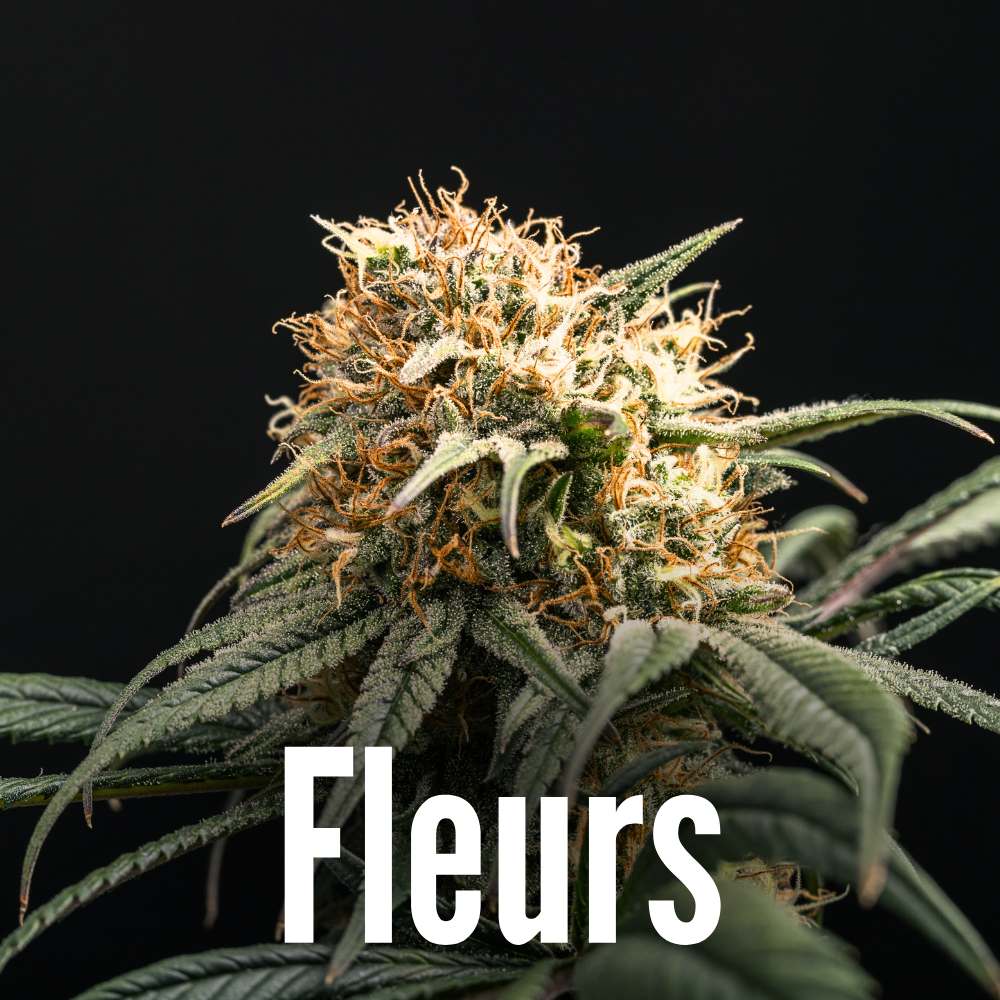 Fleurs CBD