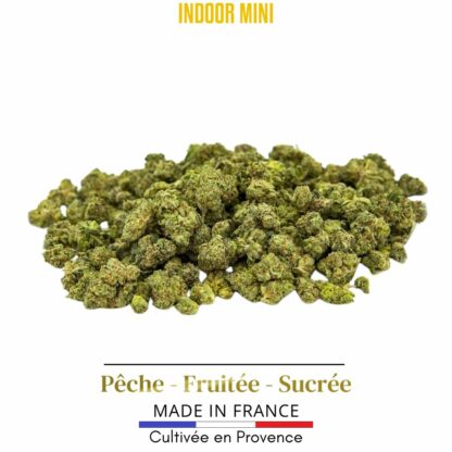 Mini Indoor - Peach