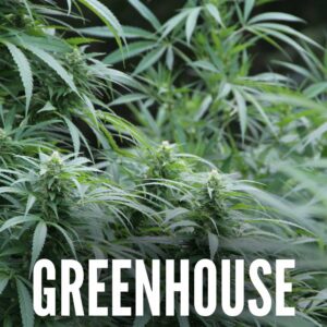 Greenhouse CBD