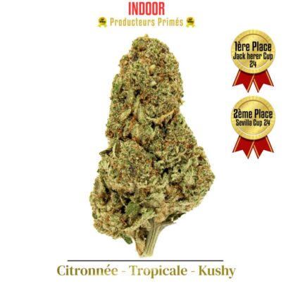Fleurs CBD primé, Lemon kush Pop CBD
