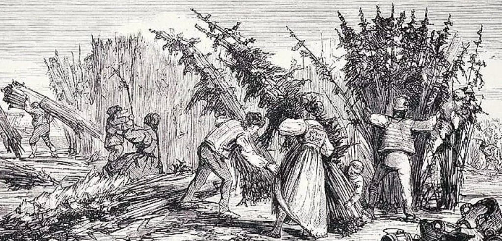 le chanvre en France