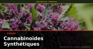 Danger des cannabinoïdes synthétiques