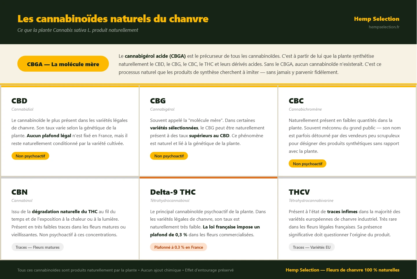 les molécules naturelles du chanvre, CBD, fleurs de CBD