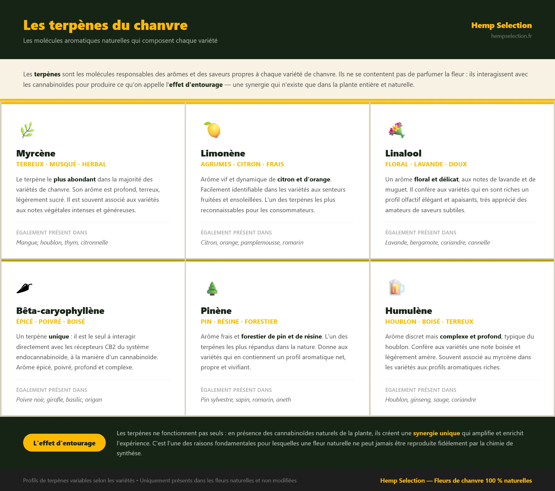 terpène chanvre, terpène cannabis, terpène CBD